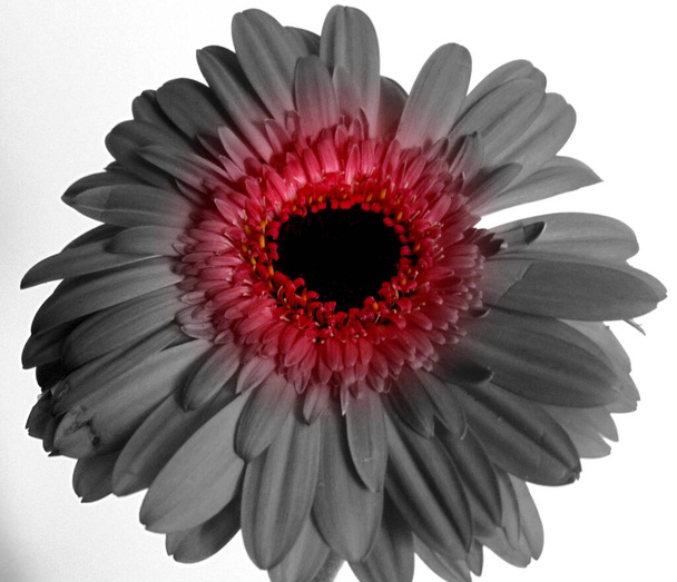 Gerbera yksittäinen kukka lähikuva kuva - Valokuva, kuva