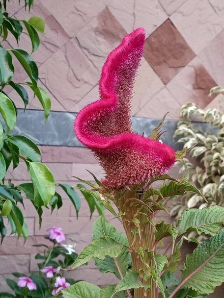 Vue de face de belle fleur de cockscomb. Fleur velours rose - Photo, image