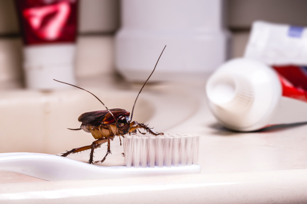Американский таракан питается зубной щеткой. Ночное насекомое в помещении, концепция борьбы с вредителями и бактериальное загрязнение - Фото, изображение
