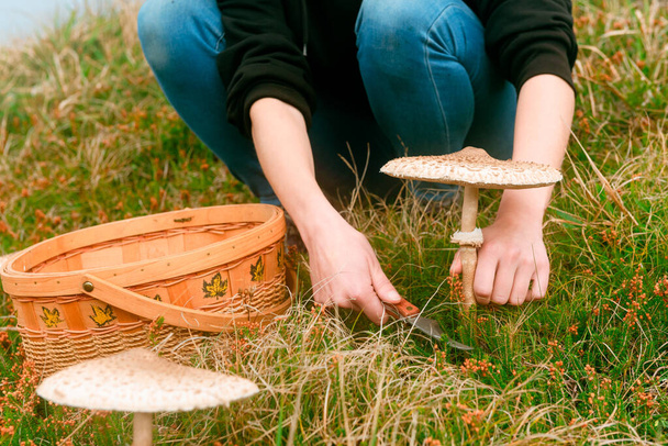 onherkenbaar persoon verzamelt paddenstoelen in het veld in de herfst. macrolepiota procera. mycologie en schimmels koninkrijk. - Foto, afbeelding