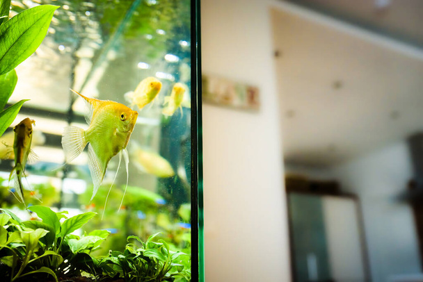 Pterophyllum Scalare in aqarium water, yellow angelfish - Photo, Image