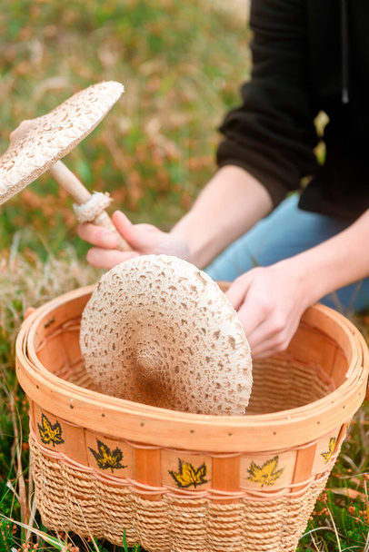 unrecognizable person picking edible mushrooms in the field. macrolepiota procera - Photo, Image