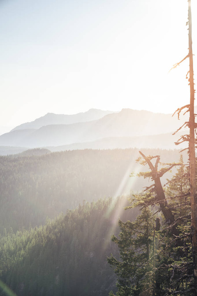 Coucher de soleil sur le parc national du Mont Rainier avec des silhouettes de la chaîne des Cascades et des arbres - Photo, image