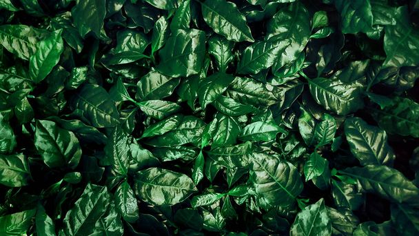 Yeşil yapraklar kahve bitkisinin arka planı. Üst görünüm - Fotoğraf, Görsel