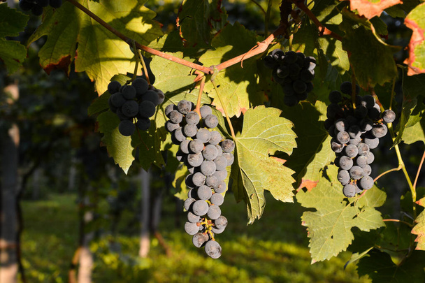 Zdjęcie z pięknej winnicy owoców winogron gotowy do produkcji wina - Zdjęcie, obraz
