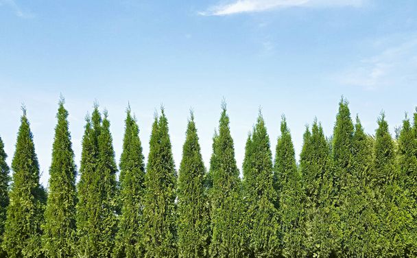 Park landscape design background with copy space, backyard with thuja trees and sky. - Fotó, kép
