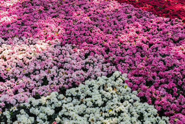 uitzicht op prachtige bloemen in de tuin - Foto, afbeelding