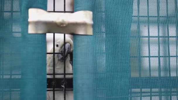 Kakadu harap a fekete ketrec mögött kék átlátszó függöny - Felvétel, videó