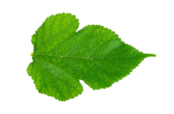 Fogliame di gelso, Foglie verdi modello di pianta tropicale foglia isolata su sfondo bianco  - Foto, immagini