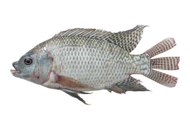 Mangó hal  - Fotó, kép