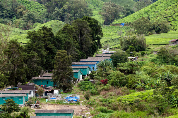 Zakwaterowanie pracowników na Sungai Palas Boh Tea Estate w Cameron Highlands, Malezja. - Zdjęcie, obraz