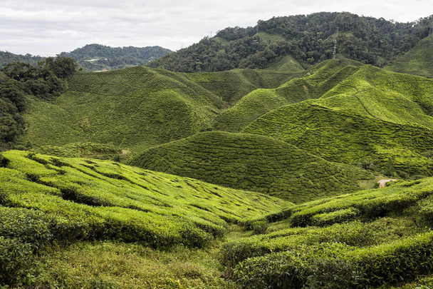Plantation de thé, Cameron Highland, Malaisie - Photo, image