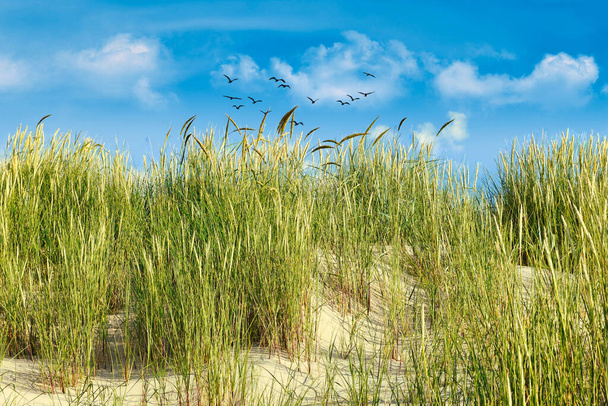 Beach grass growing on sand dune and birds in sky in Langeoog Germany.  - Photo, Image