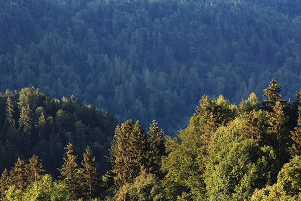 alpesi erdő nyáron - Fotó, kép