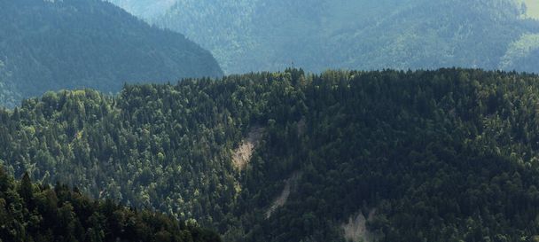 bos heuvel top in de zomer - Foto, afbeelding