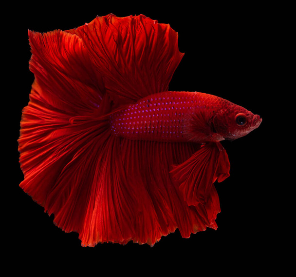Όμορφη κίνηση του κόκκινου ψαριού Betta, Ρυθμική κοντινό πλάνο των σιαμαίων ψαριών μάχης, Betta splendens, Halfmoon betta της Ταϊλάνδης απομονωμένη σε μαύρο φόντο. - Φωτογραφία, εικόνα