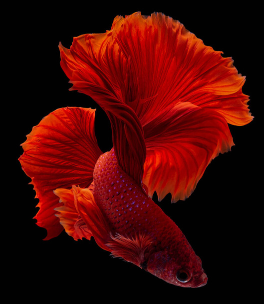 Piękny ruch czerwonej ryby Betta, Rytmiczne zbliżenie syjamskich walczących ryb, Betta splendens, Półksiężyc betta Tajlandii izolowane na czarnym tle. - Zdjęcie, obraz