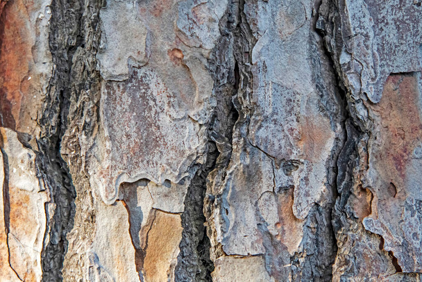  Κοντινό φλοιό δέντρου στη φύση - Φωτογραφία, εικόνα