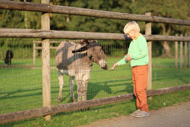 Boy feeding donkey in a children farm at the park - Fotoğraf, Görsel