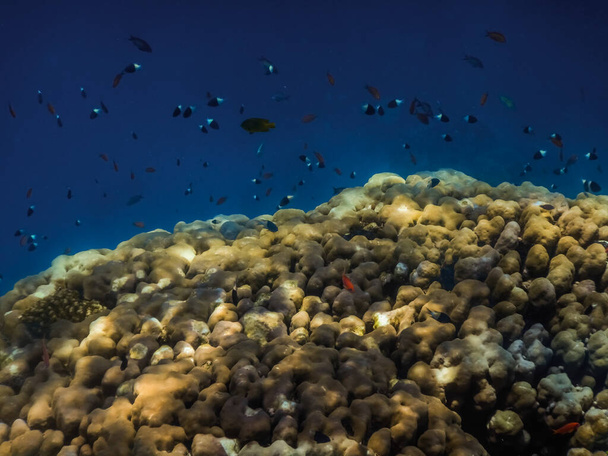 korály a spousta malých ryb v modré vodě při potápění - Fotografie, Obrázek