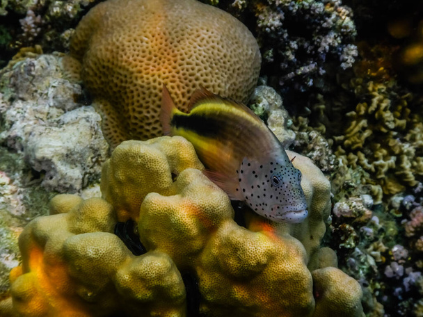 Sommersprossen-Falkenfisch liegt beim Tauchen auf gelben Korallen im Roten Meer - Foto, Bild