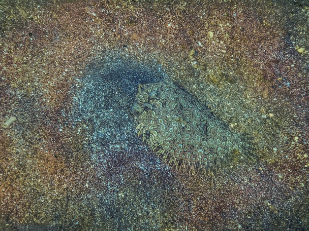χωματίδα πάνθηρα στην άμμο από το βυθό της θάλασσας στην Αίγυπτο κατά την κατάδυση - Φωτογραφία, εικόνα