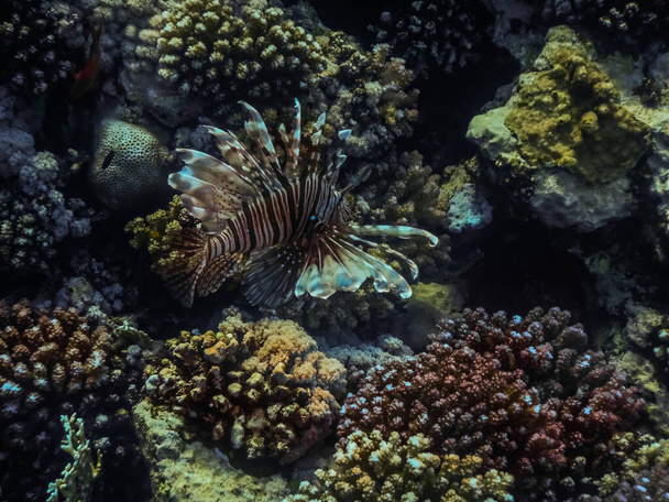 peixe-leão vermelho entre corais no solo a partir do mar no Egypt - Foto, Imagem
