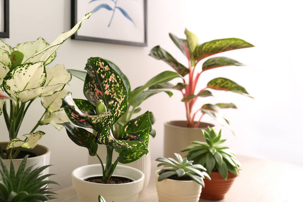 室内に美しい葉を持つエキゾチックな植物のコレクション - 写真・画像