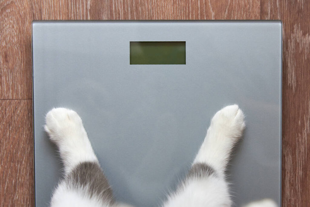 Foto di zampe di un gattino su scale di misura, primo piano - Foto, immagini