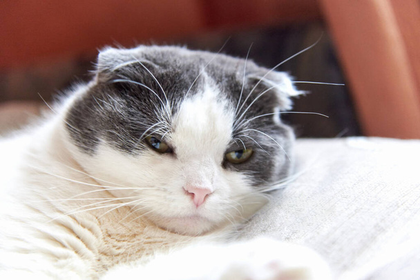 Portrait of a cute lop-eared Scottish cat, close-up - Photo, Image