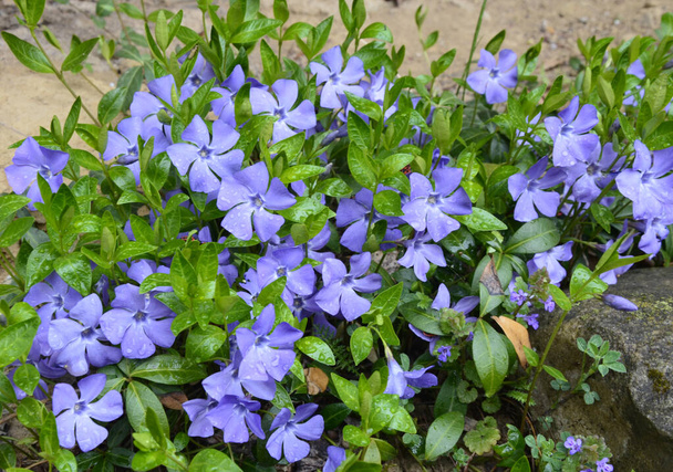 植物の紫色の花｜Vinca herbacea - 写真・画像