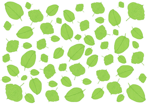 monet tuoreet vihreät lehdet ja kuvio valkoisella taustalla kuva - Valokuva, kuva
