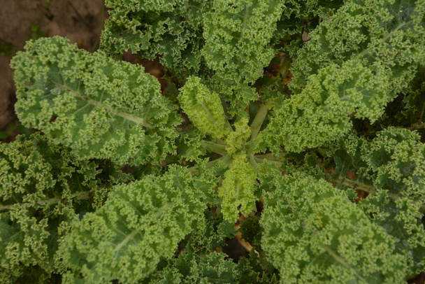 Grünkohl auf natürlichem, organischem Boden. Grünkohl ist ein Wintergemüse, das der Kälte trotzt und ist eines der gesündesten Gemüse, das es gibt. - Foto, Bild