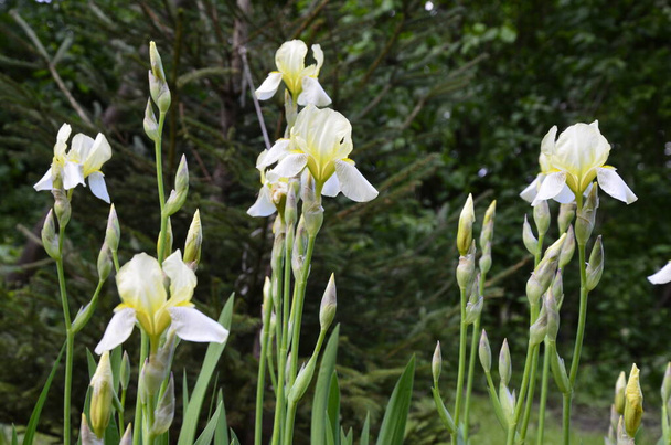 Az írek csodálatos kerti növények. Az Iris szó szivárványt jelent. Az írek sok színben jönnek.. - Fotó, kép