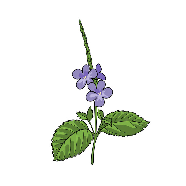 vector drawing blue snakeweed - Vector, Image