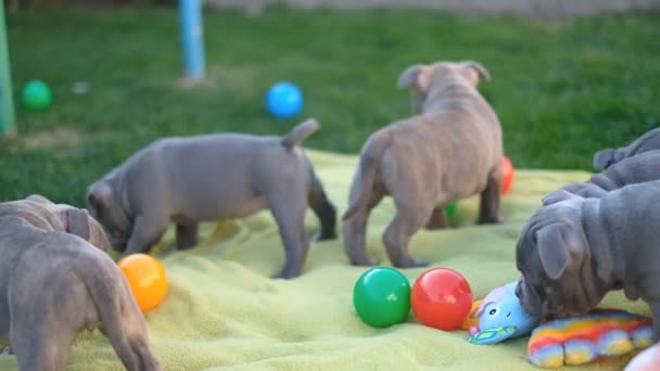 American Bully puppies spelen in de tuin naast het huis. - Video