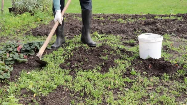 Closeup of weeding in the garden and preparing soil for the next sowing of new plants. Autumn compulsory work. The hard life of a villager. Video shot Full HD 60 fps. - Footage, Video