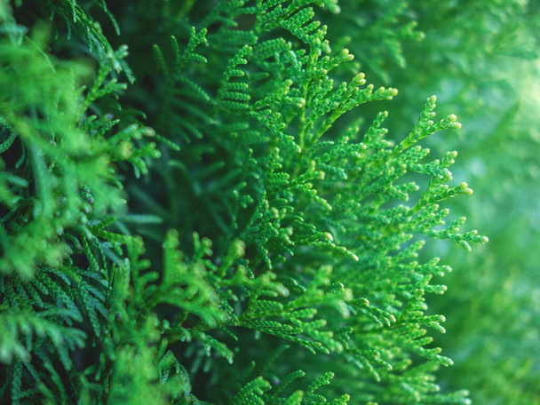 Beautiful evergreen thuja branches as a christmas background. - Photo, Image
