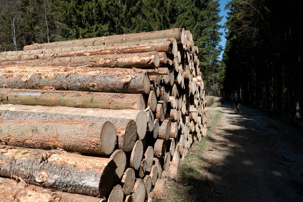огромная куча собранного дерева в лесу  - Фото, изображение