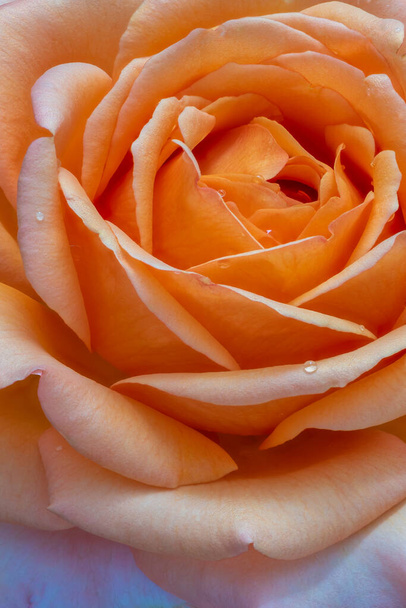 enkele geïsoleerde oranje roos bloesem hart met regendruppels, beeldende kunst stilleven met gedetailleerde textuur - Foto, afbeelding