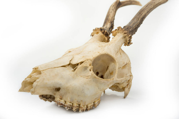 Szarvas koponya fogakkal fehér alapon - Fotó, kép