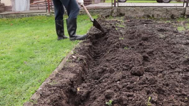 彼の庭を掘り、冬の初めの前にそれをきれいにし、酸化しようとしている農家のショット。ビデオショットフルHD 60 fps. - 映像、動画