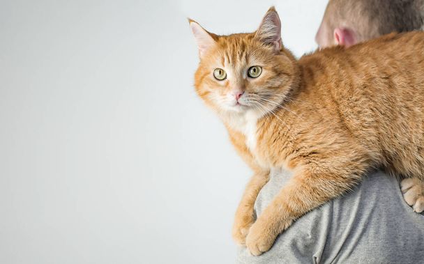 jengibre gato joven se sienta en el hombro de un hombre - Foto, imagen