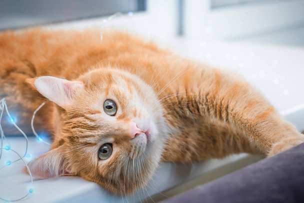 Vörös macska az ablakpárkányon. - Fotó, kép