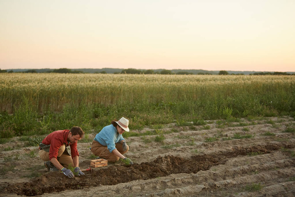Weitwinkelporträt von zwei Menschen, die auf einem Feld auf einer Gemüseplantage arbeiten, Fokus auf junge Männer und Frauen, die im Vordergrund Setzlinge pflanzen, Kopierraum - Foto, Bild