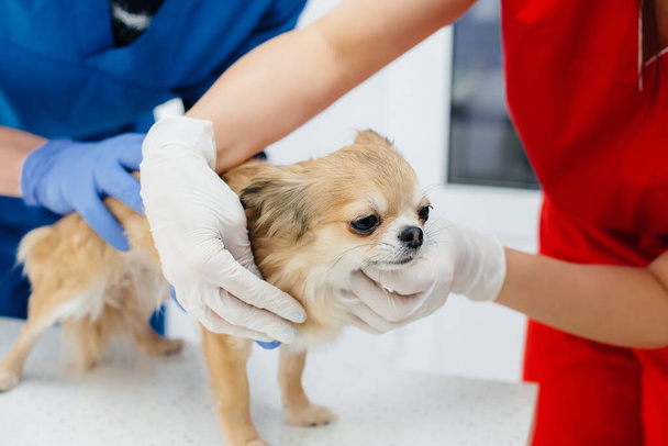 In a modern veterinary clinic, a thoroughbred Chihuahua is examined and treated on the table. Veterinary clinic - Valokuva, kuva