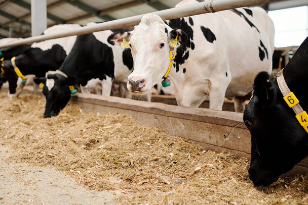 Grupo de vacas lecheras en cuellos que se encuentran en establos de ganado y comen heno en la granja lechera - Foto, imagen