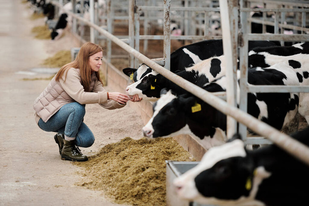 Привлекательная рыжая женщина, приседающая рядом с коровой и проверяющая ее рот, заботясь о коровах на ферме - Фото, изображение