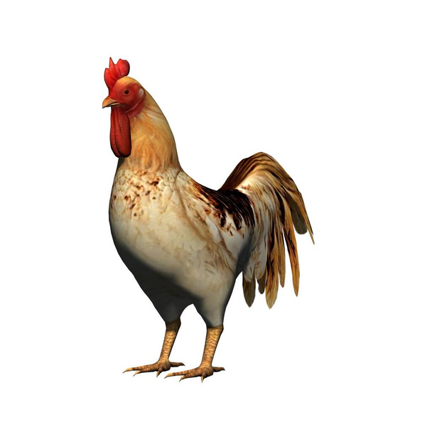 Farm animals - rooster - isolated on white background - 3D illustration - Photo, Image