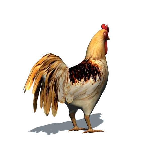Farm animals - rooster with shadow on the floor - isolated on white background - 3D illustration - Photo, Image